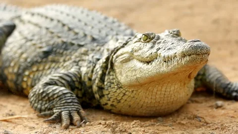 Crocodile lying in the sun breathing and waiting close-up Stock Footage