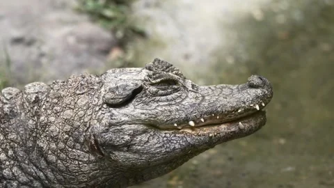 Crocodile Lying in Wait, Close-Up in Natural Habitat Stock Footage 280713489