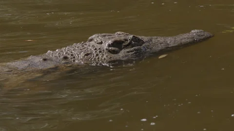 Crocodile lying in the water Stock Footage 53314993