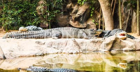 Crocodile Lying At The Zoo