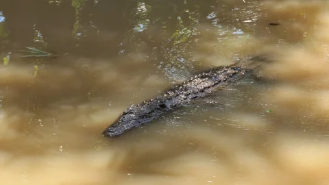 Crocodile Madagaskar 1 Video stock 103167167