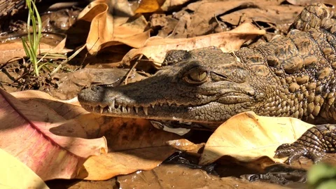 Crocodile Madagaskar 2 Video stock 103167276