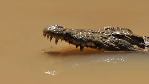 Crocodile Madagaskar 3 Video stock 103167412
