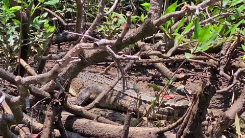 Crocodile in mangroves Stock Footage 321117992