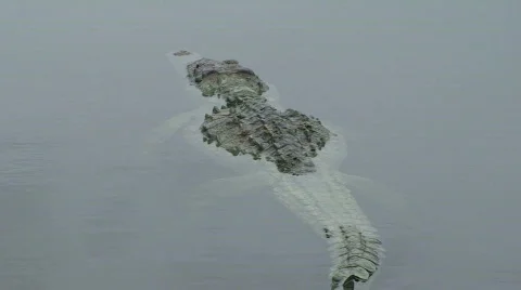 Crocodile at Marina Stock Footage 769188