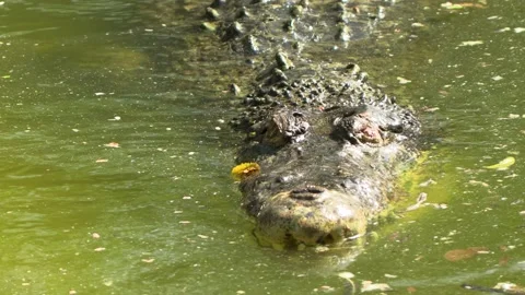 Crocodile in a Marsh or swamp Stock Footage 172441777
