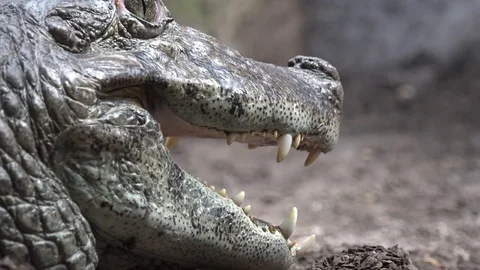 Crocodile with mouth open Stock Footage 77916724