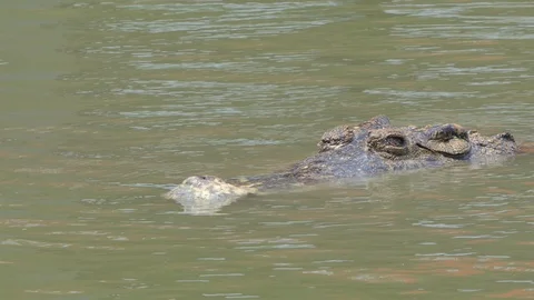 Crocodile moving to down underwater. Stock-Footage 117546876