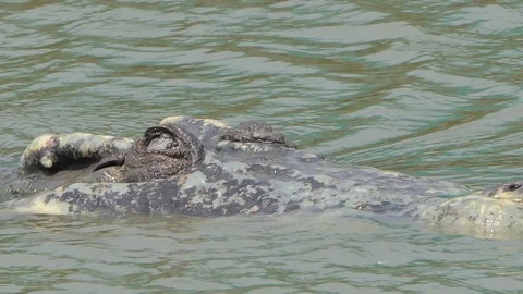 Crocodile moving to down underwater. Stock-Footage 117546939