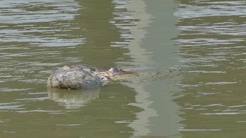 Crocodile moving to down underwater. Stock-Footage 117547006
