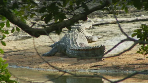 Crocodile moving it head back (closeup) -Sri Lanka Stock Footage 234908608