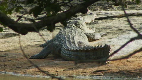 Crocodile moving it head (closeup) -Sri Lanka Stock Footage 234906726
