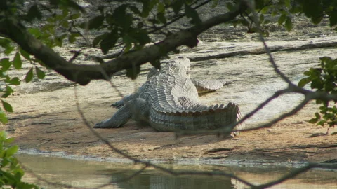 Crocodile moving it head  -Sri Lanka Stock Footage 234902930
