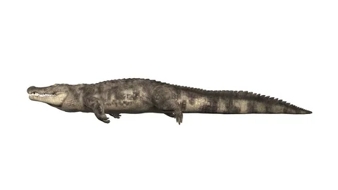 Crocodile Moving. Looped. Six Camera Angle. Alpha Channel Included. Stock Footage 122439022