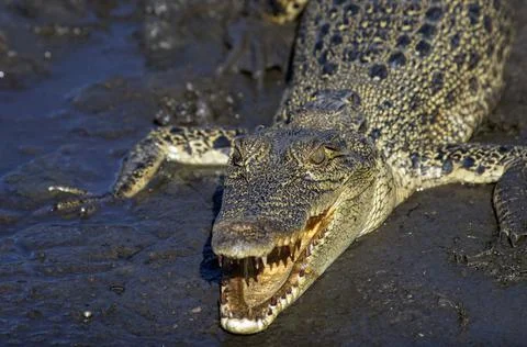 Crocodile in Mud Stock Photos