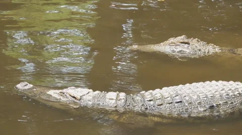 Crocodile in the nature Stock Footage