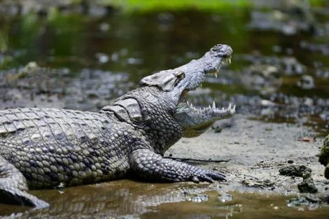 Crocodile in nature Stock-Fotos