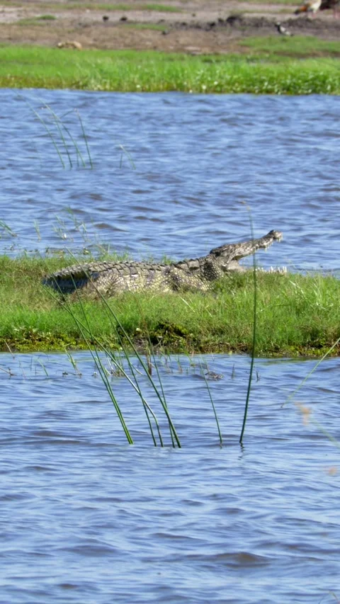Crocodile near the river, vertical Stockbeeldmateriaal 318092780