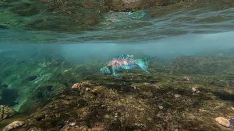 Crocodile needlefish Video stock 345754231