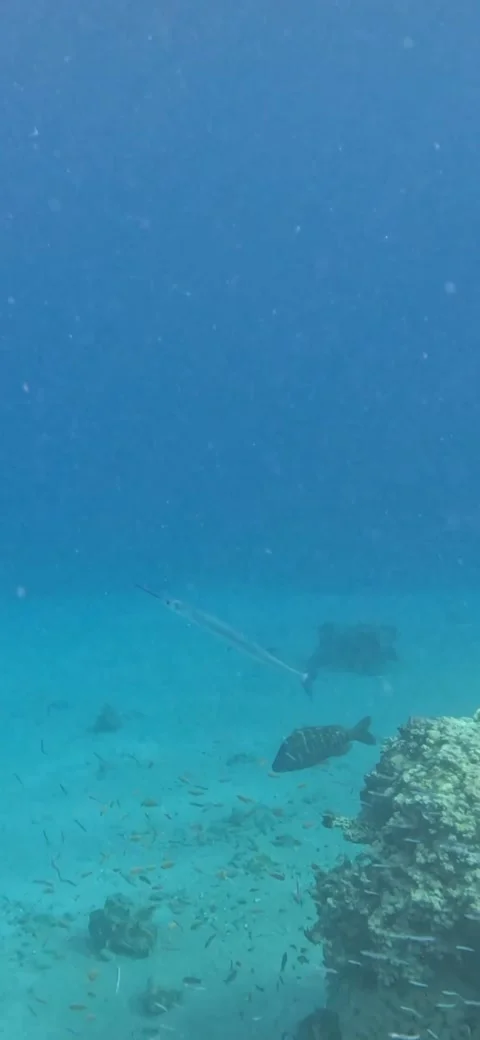 Crocodile Needlefish Glides so Gracefully Through the Water! - 4k Video Stock Footage 236726793