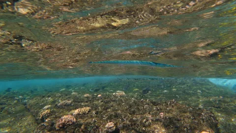 Crocodile needlefish near the ocean surface, Hawaii Stock Footage 345753375
