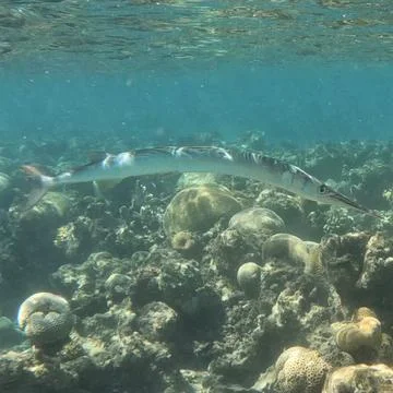 Crocodile needlefish seen while scuba diving in the Red Sea  스톡 사진