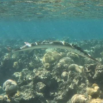 Crocodile needlefish seen while scuba diving and exploring the Red Sea  Stock Photos
