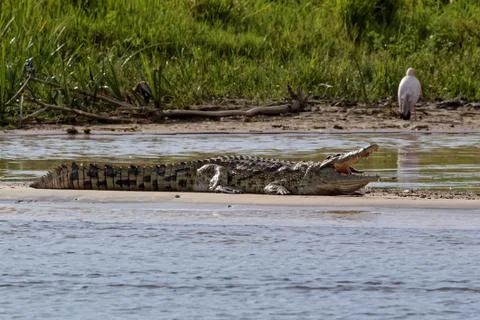 Crocodile on the Nile River Stock Photos
