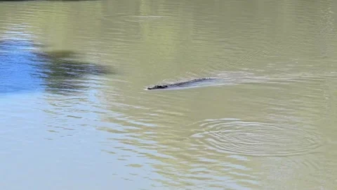 Crocodile - NT Stock Footage 331619536
