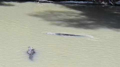 Crocodile - NT Stock Footage 331619562
