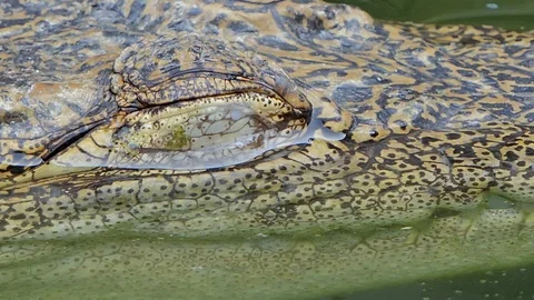Crocodile open the eye. Stock Footage 117444597