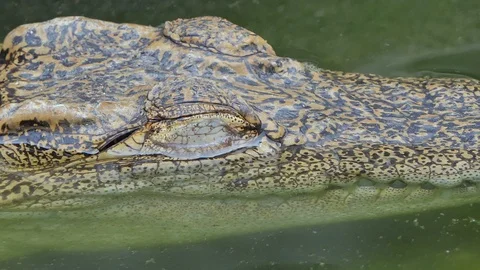 Crocodile open the eye. Video stock 117444602