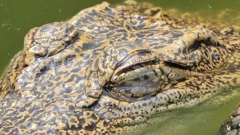 Crocodile open the eye. Stock-Footage 117546821