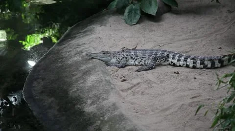 Crocodile with open eyes Stock Footage 8946889