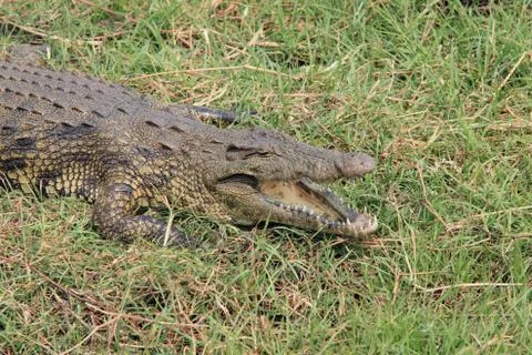 Crocodile with open jaws, lying in the grass of the African savannah, Chobe 库存照片