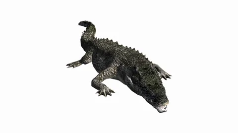 Crocodile open mouth attack hunting,Dangerous animals. Vidéo 38389953