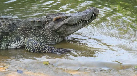 Crocodile with open mouth Vídeo Stock 24181043
