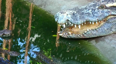 Crocodile with open mouth. Stock Footage 48546917