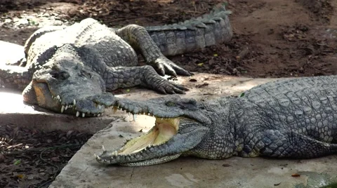 Crocodile with open mouth. Stock Footage 48549430