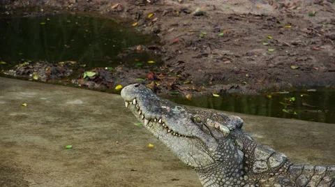 Crocodile with open mouth. Stock Footage 48550265