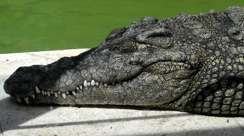 Crocodile Opening Eyes Close-Up Stock Footage 800384
