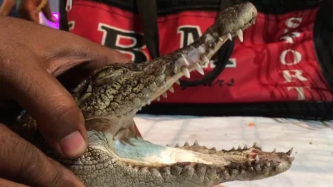 Crocodile opening mouth Stock Footage 80087705