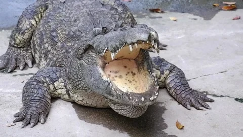 Crocodile is opening mouth while sunbathing on the ground in the zoo Stock Footage 291755143