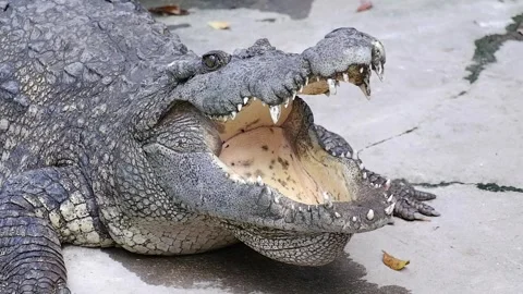 Crocodile is opening mouth while sunbathing on the ground in the zoo Stock Footage 291755273