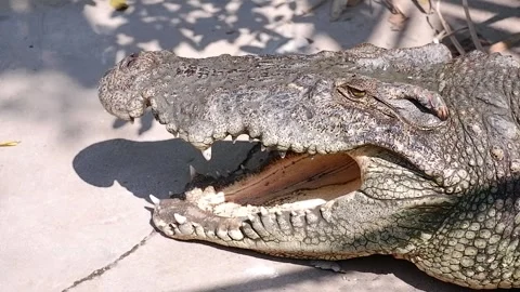 Crocodile is opening mouth while sunbathing on the ground in the zoo Stock Footage 291755276