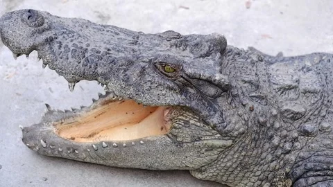 Crocodile is opening mouth while sunbathing on the ground in the zoo Stock Footage 291755675