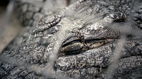 Crocodile Opens it's Eyes Stock Footage 12340597