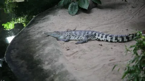 Crocodile or alligator up close Stock Footage 8946887