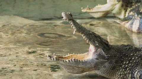 Crocodile or alligator open its mouth. Stockbeeldmateriaal 158417174