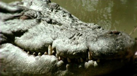 Crocodile pan Stock Footage 660311